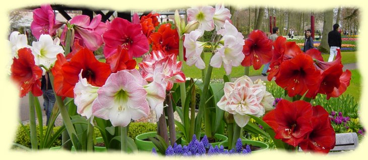 keukenhof3 keukenhof3