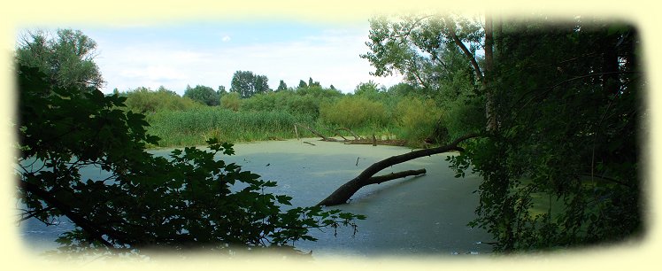 Rotherbach - - Flachwasserzone