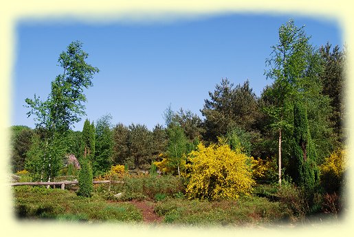 Rombergpark - Moor- und Heidebiotop