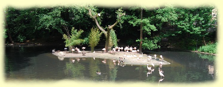 Flamingos am Wasservogelteich