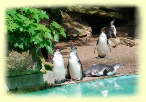 Pinguine - Zoo Dortmund