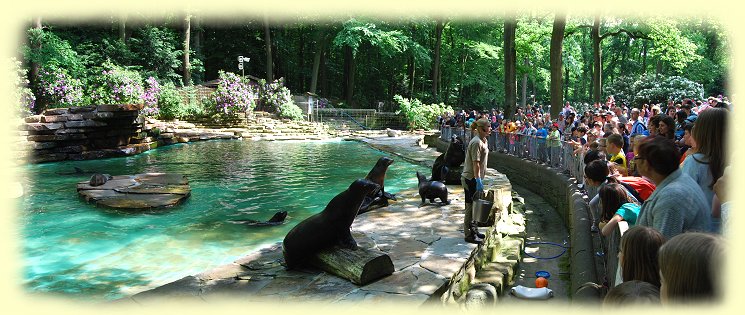 Seelwenftterung - Zoo Dortmund