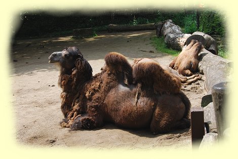 Zoo Dortmund - 4
