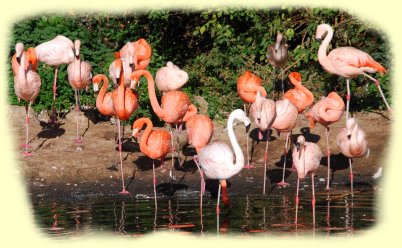 Flamingos im Zoo Osnabrck