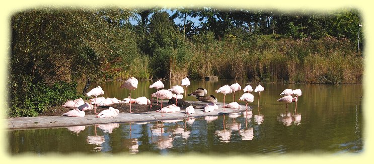 Zoom Erlebniswelt - Flamingos