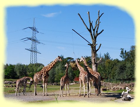 Zoom Erlebniswelt - Giraffen