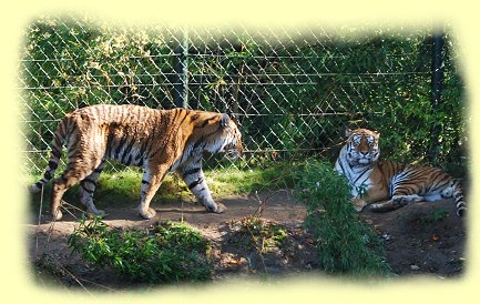Zoom Erlebniswelt - Sibirische Tiger
