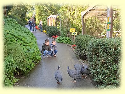 Vogelpark Heiligenkirchen - 1