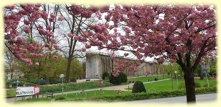 Bad Rothenfelde - Zierkirsche