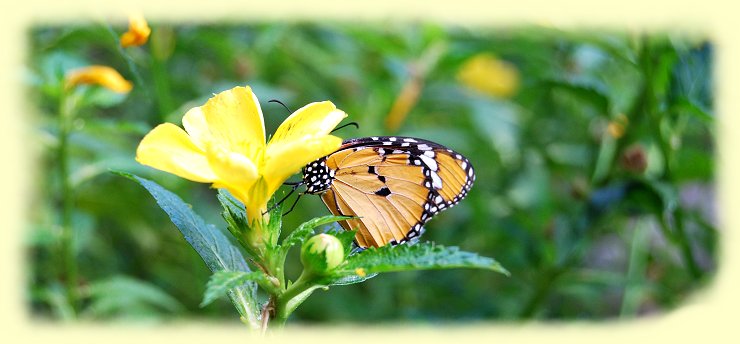 Palmitos Park 2024 - Schmetterling