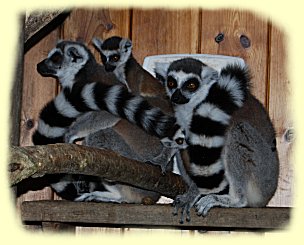 Katta (Lemur catta) Gruppe