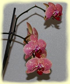 Floriade 2012 - Villa Flora - Orchideen