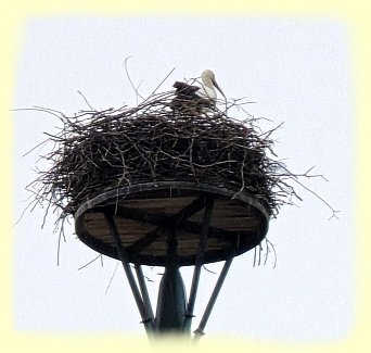 Geinsheim - Storch