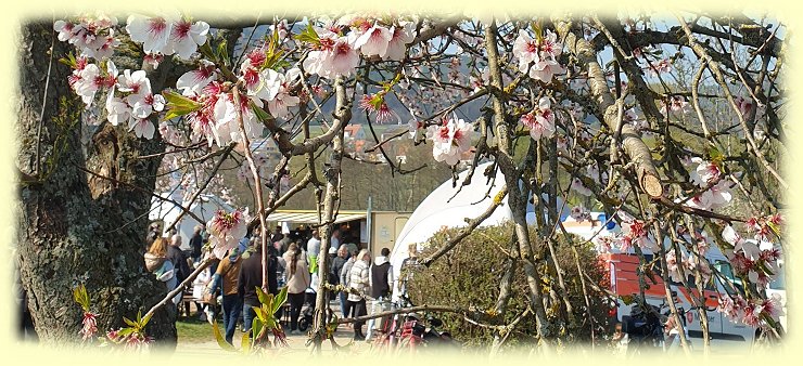 Edenkoben 2026 - Mandelbl�tenfest - 1