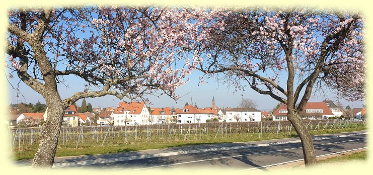 Edenkoben 2026 - Mandelbl�tenfest - 6