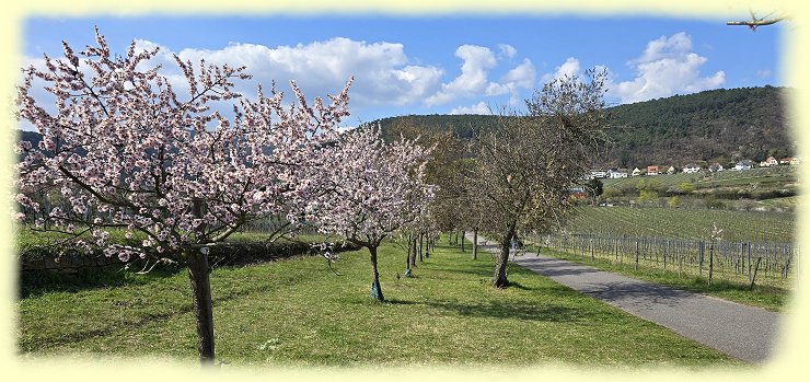 Gimmeldingen - Mandel-Lehrpfad