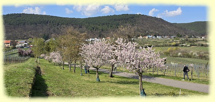Gimmeldingen - Mandel-Lehrpfad - 2