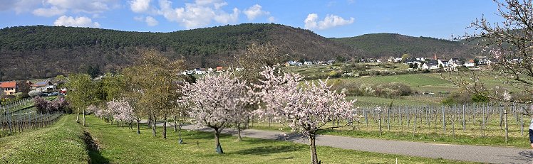 Startseite - Pfalz 2026