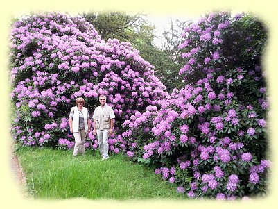 Baden Baden - Kurpark - Rhododendronbusch