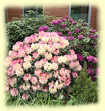 Bad Zwischenahn 2025 - Rhododendronbusch