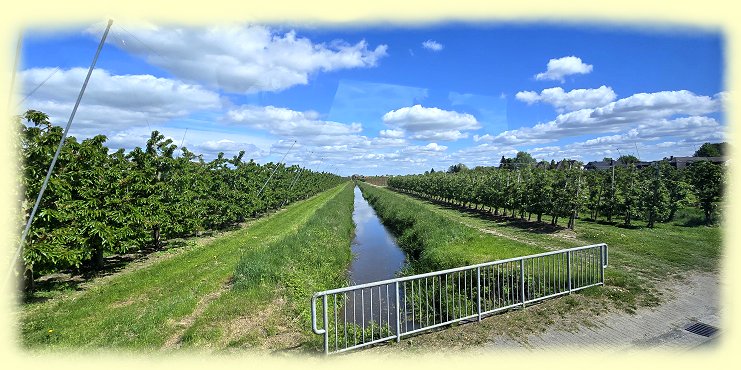 Altes Land - Apfelplantagen