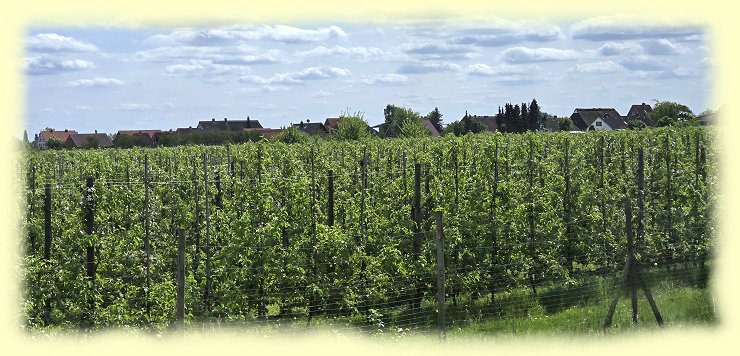 Altes Land - Obstanbaugebiet