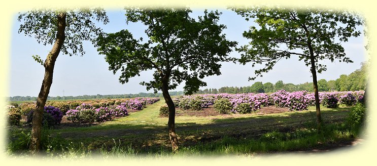 Ammerland -  Rhododendronfelder