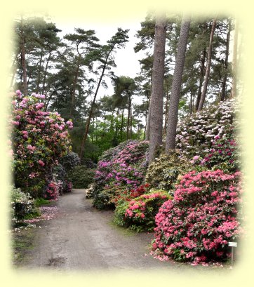 Rhododendronpark Gristede - Allee