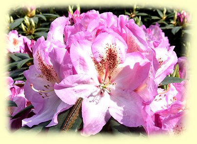 Rhododendronpark Gristede - Blte