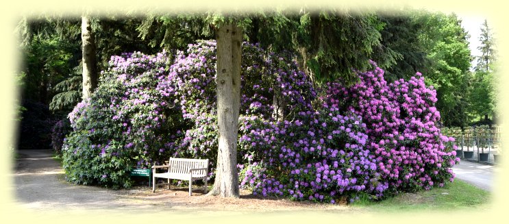 Rhododendronpark Gristede 2