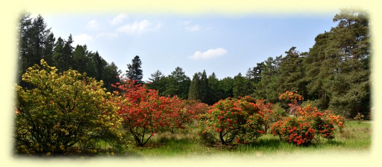 Rhododendronpark Hobbie - 2