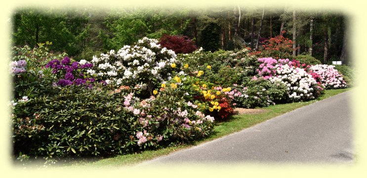 Rhododendronpark Hobbie - 3