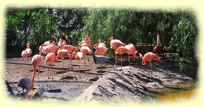 Palmitos-Park - Flamingos