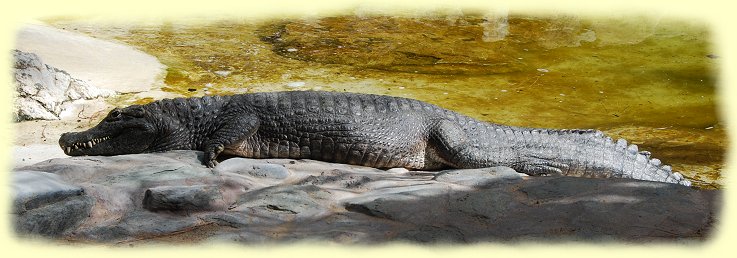 Palmitos-Park - Krokodil