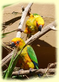 Palmitos-Park - Papagei