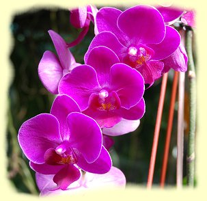 EGA Park - Orchideenblte