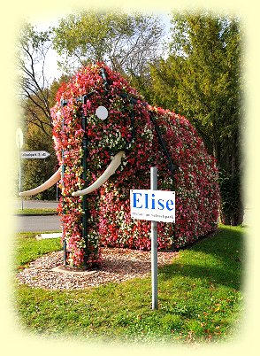 Elise_-_Elefant
